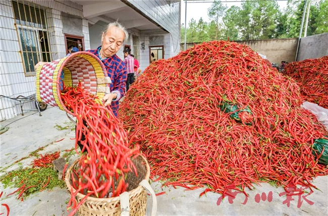 精選的二荊條深受消費者好評。