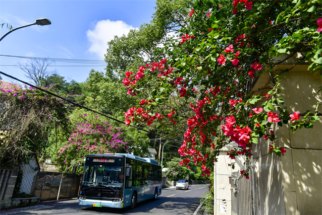 The bougainvillea by the roadside in full bloom near Shuanglong Village in Nanshan Sub-district (Photo provided by Nan’an Converged Media Center)