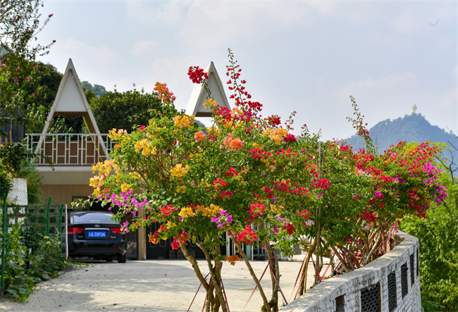 Various flowers in full bloom on the North Road of Nanshan Park (Photo provided by Nan’an Converged Media Center)