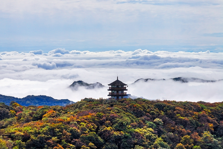 The cloud sea rolling over Gold Buddha Mountain (Photographed by Zhao Zhi) 