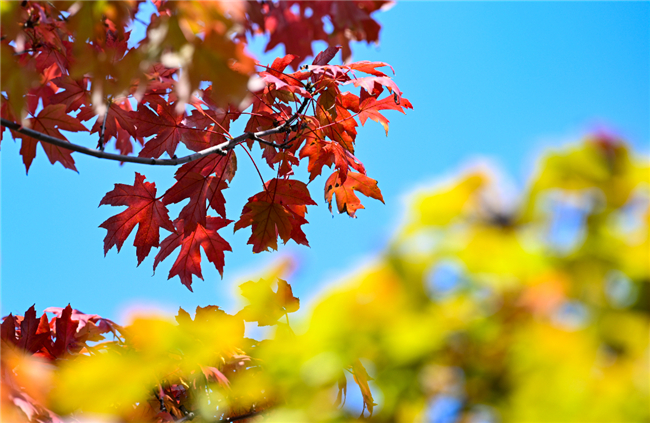 火紅的楓葉在秋風中舞動。南岸區(qū)融媒體中心供圖