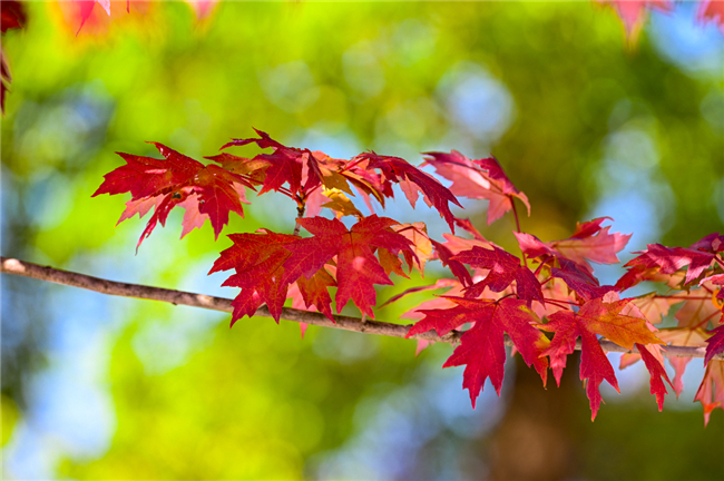 楓葉如同火紅的蝴蝶，翩翩起舞。南岸區(qū)融媒體中心供圖