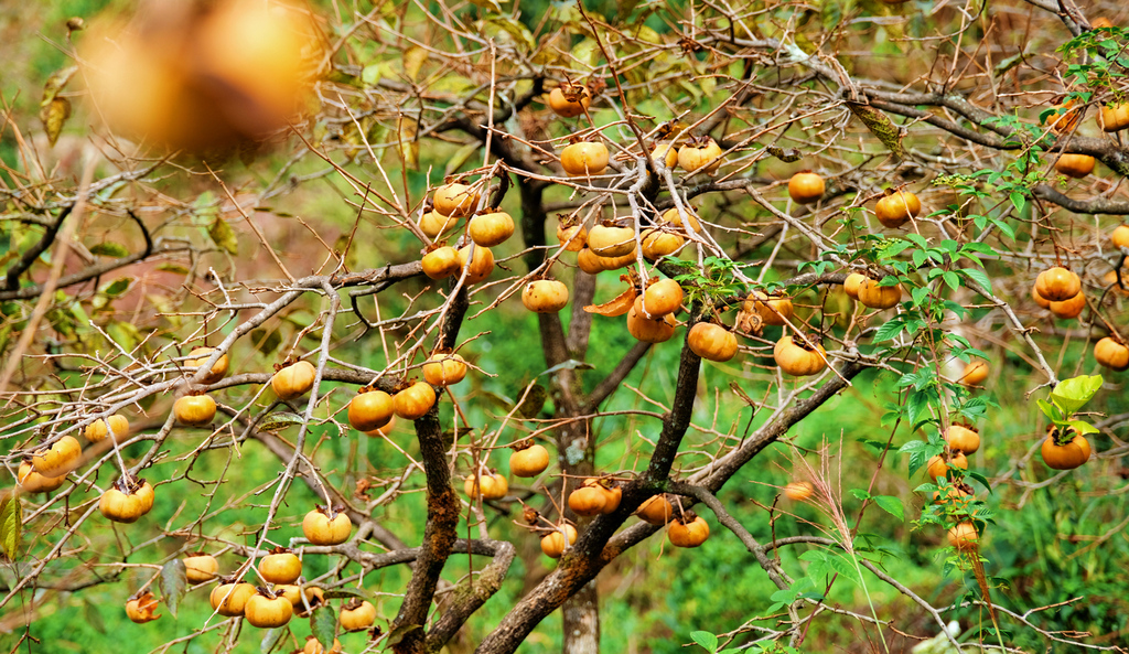 Crisp persimmons adorned the branches, showing a scene of abundant harvest (Photographed by Li Yan / Dianjiang Converged Media Center)