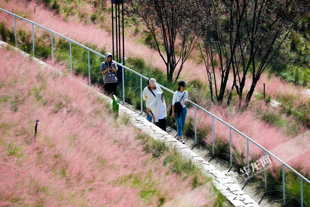 Tiaodun River Park is alive with the soft glow of the pink muhly grass, inviting locals to take strolls and enjoy the refreshing autumn air