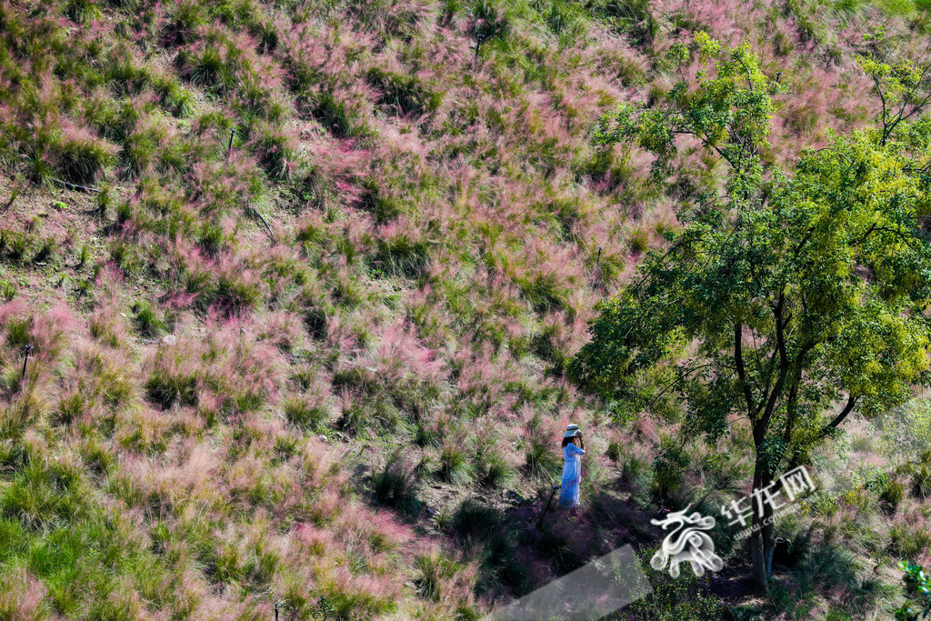 Citizens are soaking up the sunshine amidst a field of blossoming pink muhly grass at Tiandun River Park in Dazhulin, Liangjiang New Area, Chongqing