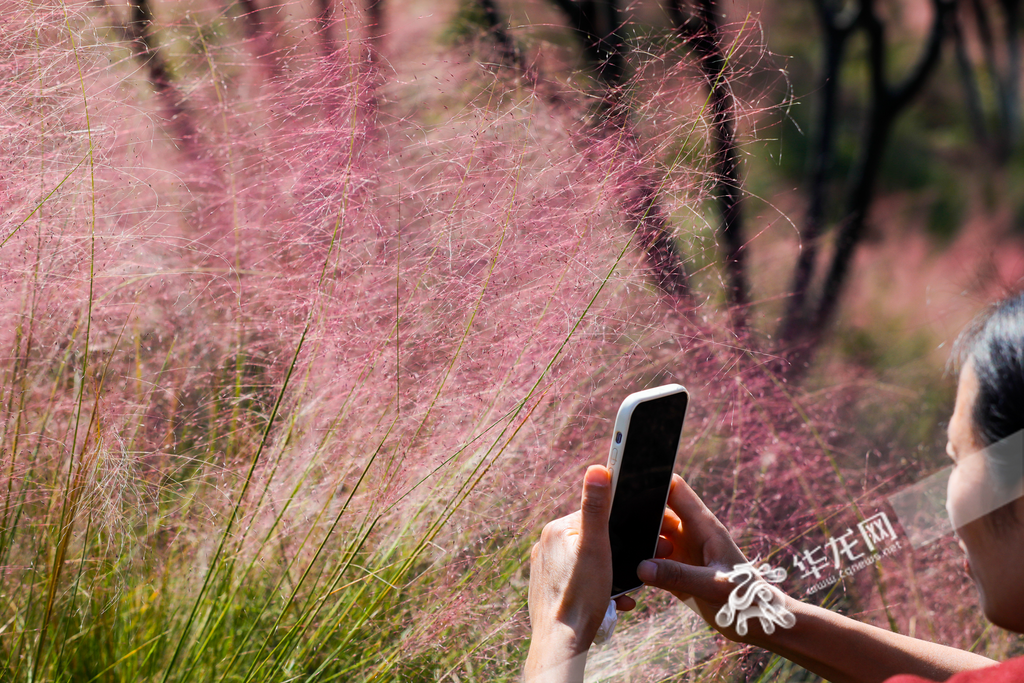 The grass, with its marshmallow-like hues and feathery texture, invites visitors to come closer, making it impossible to resist snapping photos