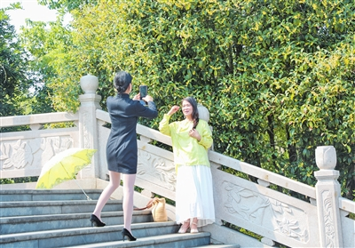 Citizens stroll through the garden, frequently pausing to take photos, drawn by the allure of the fragrant blossoms