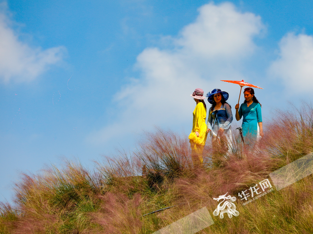 The clear blue sky and fluffy white clouds provide the perfect backdrop for the sea of pink muhly grass