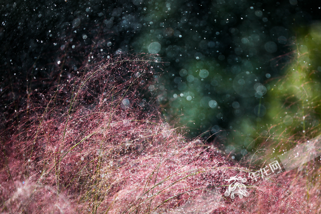 Automatic sprinklers in the park create a shimmering "sun shower," making the muhly grass glisten in the sunlight