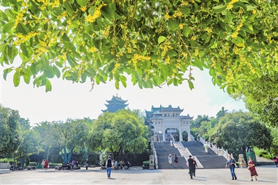 Hong'en Temple Forest Park is alive with vibrant clusters of osmanthus, attracting a steady stream of visitors eager to witness this seasonal spectacle