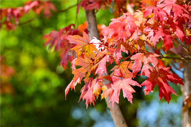 Maple leaves in the autumn as red as fire (Photo provided by Nan'an District Converged Media Center)