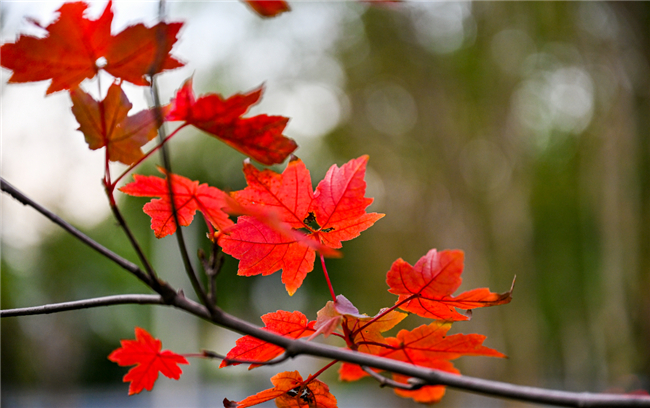 Maple leaves as red as fire (Photo provided by Nan'an District Converged Media Center)