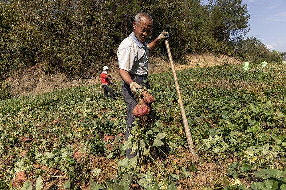 村民正在采挖红薯。通讯员 李洪卫 摄