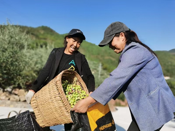 橄欖園里，果農(nóng)們忙碌地進(jìn)行采摘、裝袋。奉節(jié)縣委宣傳部供圖