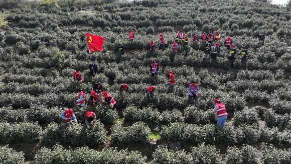 組織黨員突擊隊(duì)幫助茶農(nóng)采摘茶葉。受訪者供圖