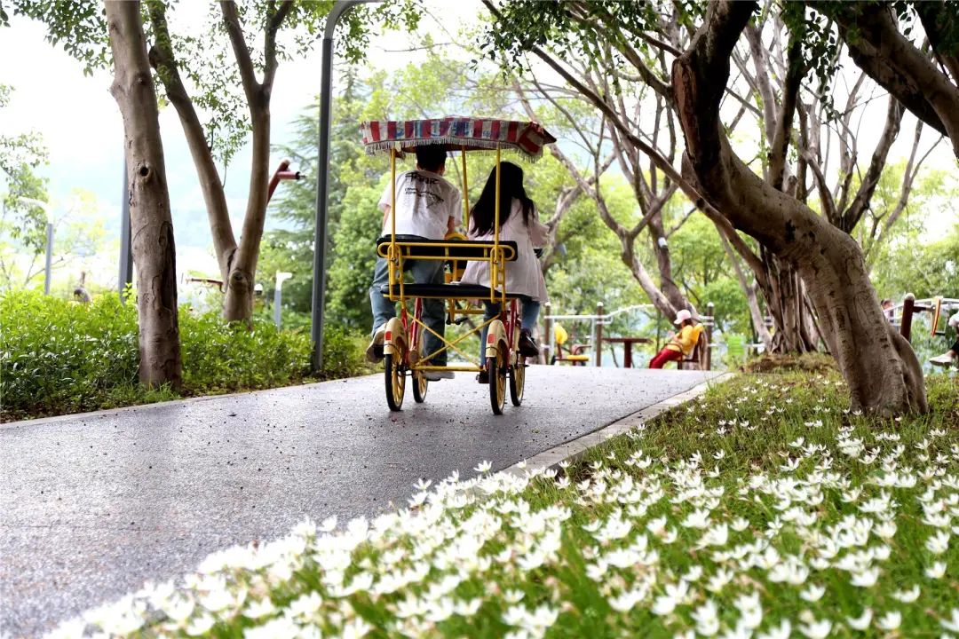 延綿的花海，沿著地面鋪散開來。云陽縣融媒體中心供圖