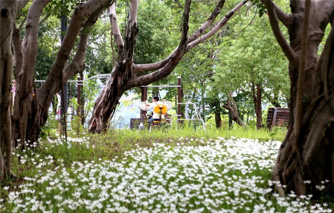 云阳各大公园内一朵朵葱莲花竞相盛开。云阳县融媒体中心供图