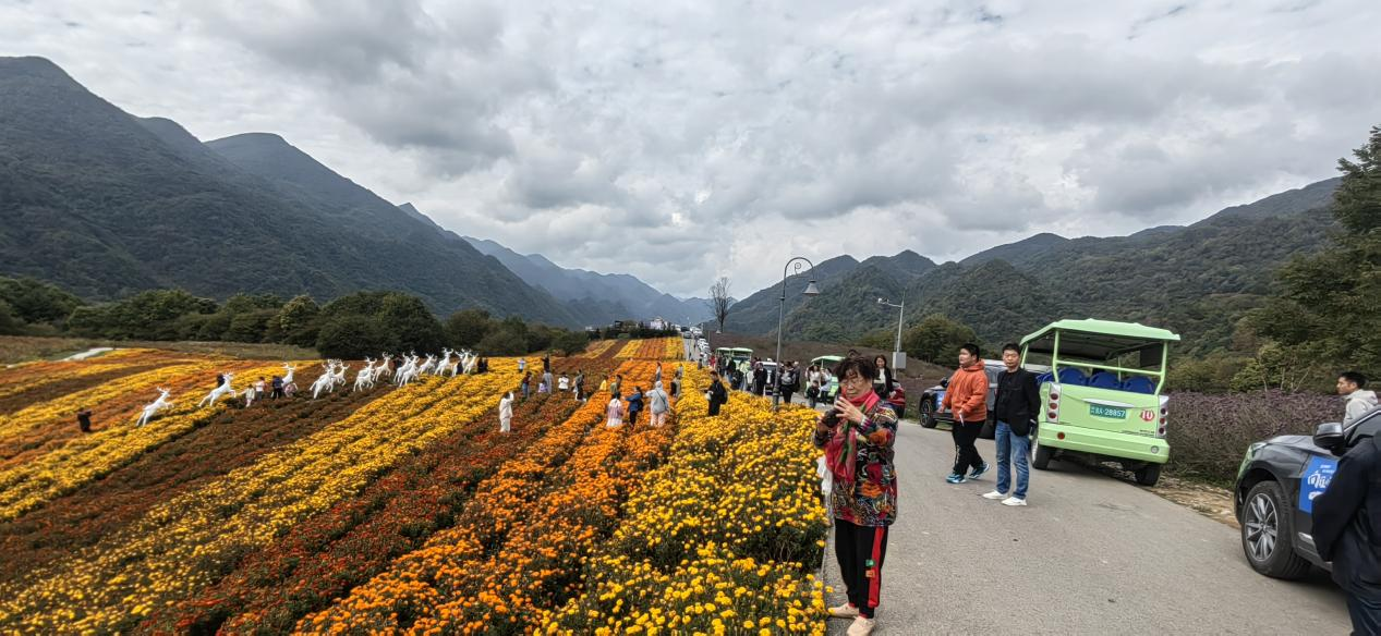 游客在紅池壩云中花海賞花。巫溪縣文化旅游委供圖