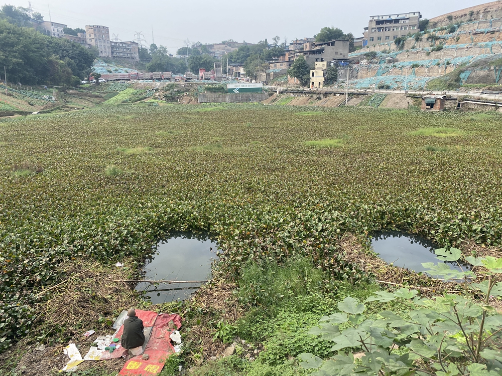 未经整治前的山坪塘水葫芦泛滥。南岸区生态环境局供图 华龙网发