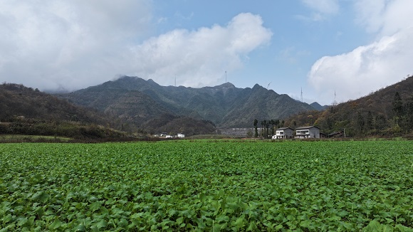 烟田种植的油菜。通讯员 刘先华  摄