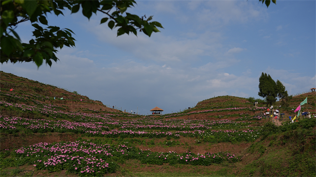 垫江全县共种植芍药6500余亩，30余个品种。垫江县融媒体中心供图 华龙网发