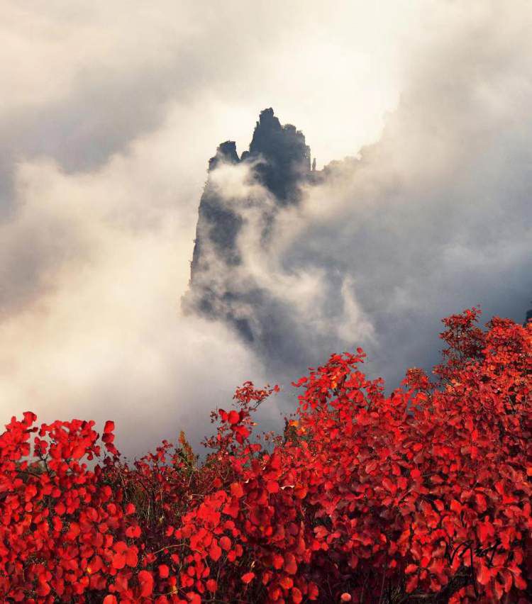 红叶为媒，巫山历届红叶节累计接待游客1000万人次。 活动主办方供图