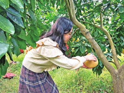 A citizen was picking honey pomelos (Photo by Liao Xingchen from Wulong News)