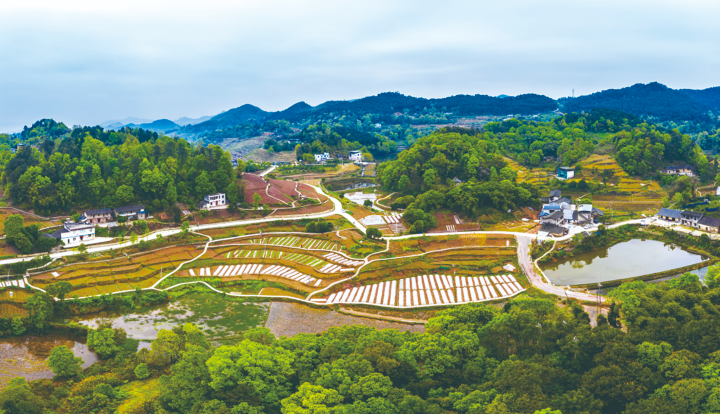 姜家鎮(zhèn)蔡家寺村依托“十黑產(chǎn)業(yè)”助力鄉(xiāng)村振興。資料圖