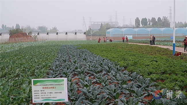 蔬菜基地。銅梁區(qū)融媒體中心供圖