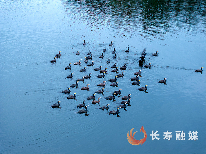 Migratory birds find sanctuary at Changshou Lake