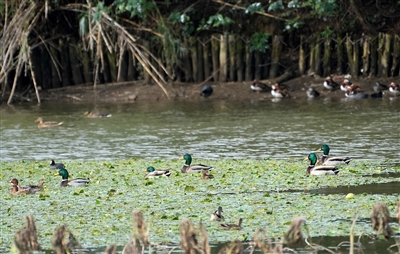 雙桂湖國家濕地公園，綠頭鴨在荇菜叢中覓食。記者 向成國 攝