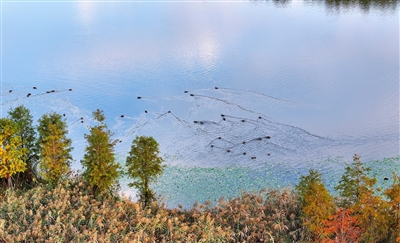 雙桂湖國家濕地公園，候鳥在湖水中游弋，勾勒出一幅美麗的生態(tài)畫卷。記者 向成國 攝