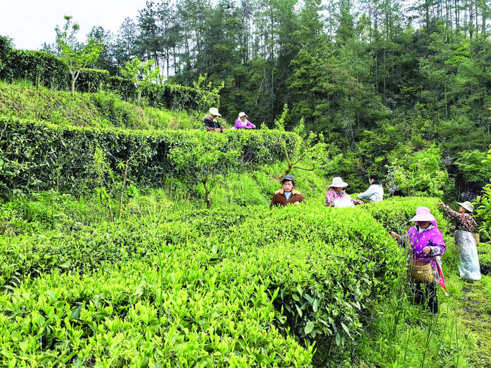 脫貧群眾在茶園務(wù)農(nóng)。記者 夏榮偉 攝