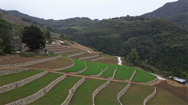 巫山高標(biāo)準(zhǔn)農(nóng)田。巫山縣融媒體中心供圖