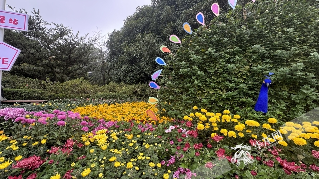 Chrysanthemums in full bloom at Chongqing Nanshan Botanical Garden