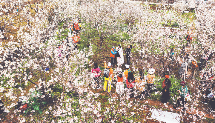 鱼洞街道乌皮樱桃采摘、樱桃花观赏吸引不少游客。资料图