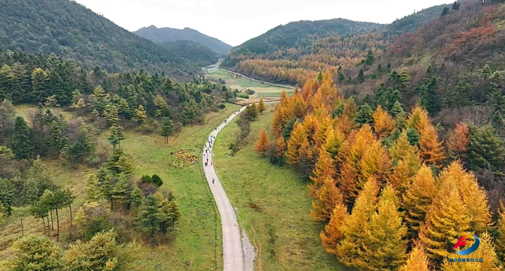 The ten thousand mu of larch in the Cigu Mountain forest area of Sanfu Forest Farm entering their best viewing period