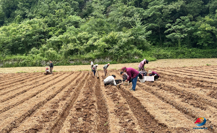 村民在种植基地务工。