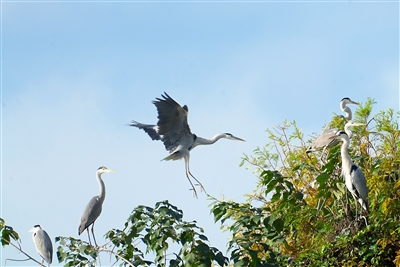 At Shuanggui Lake National Wetland Park, herons playing