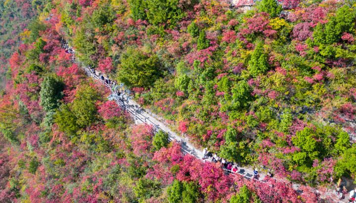 A sea of red leaves