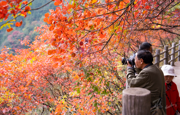 Visitors record the beautiful moments with their phones