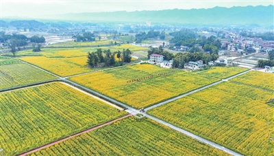 The blooming rapeseed flowers form a golden sea at the rice oil base in Lianmeng Village, Xinsheng Town. (Photographed by Xiong Wei) 