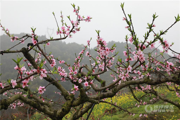 桃花迎春绽放。陈思华 摄