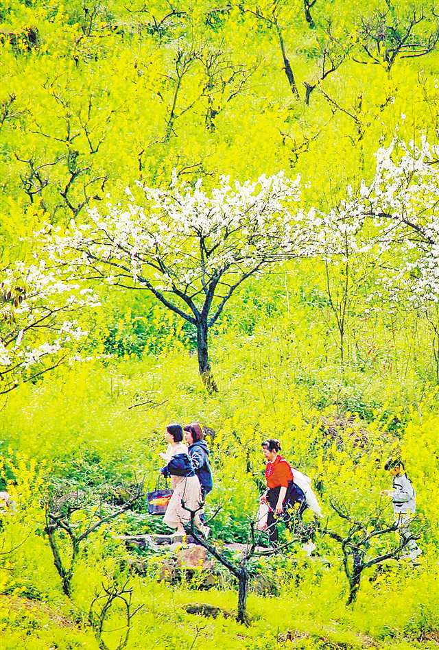 On March 16, the blooming pear blossoms made Jiufeng Pear Blossom Mountain in Jinfeng Town, Western (Chongqing) Science City), a great magnet for tourists from across China. (Photographed by Long Fan / Visual Chongqing)