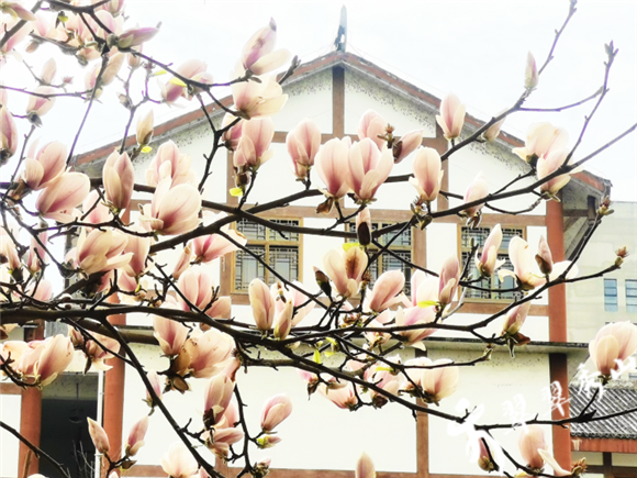 The blooming Yulan magnolia flowers (Photographed by Yang Lihua) 