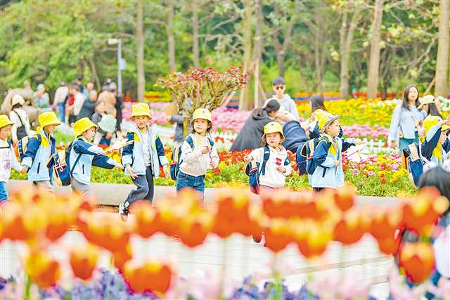 On March 15, the children on a spring outing were walking through a sea of colorful tulips in the Chongqing Zoo. (Photographed by Zheng Yu / Visual Chongqing)