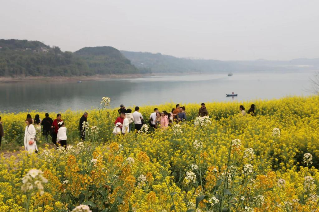 The rapeseed flowers in full bloom by the Yangtze River. (Photo provided by the interviewee)