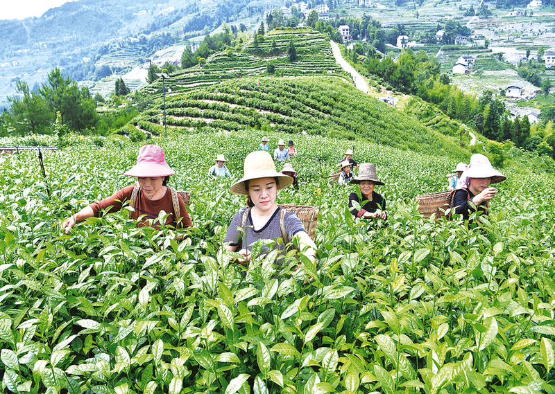 茶农正在采收茶叶。资料图