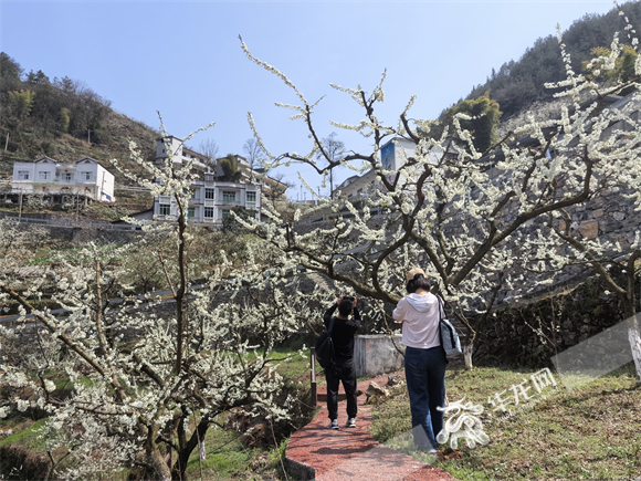 游客们在李树林中赏花打卡。华龙网记者 李成 摄