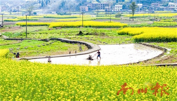 东城街道永生桥社区，村民正在平整稻田。记者 甘昊旻 摄